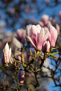 Magnolien